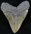 Megalodon Tooth - South Carolina #26515-2